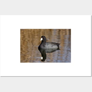 American Coot Posters and Art